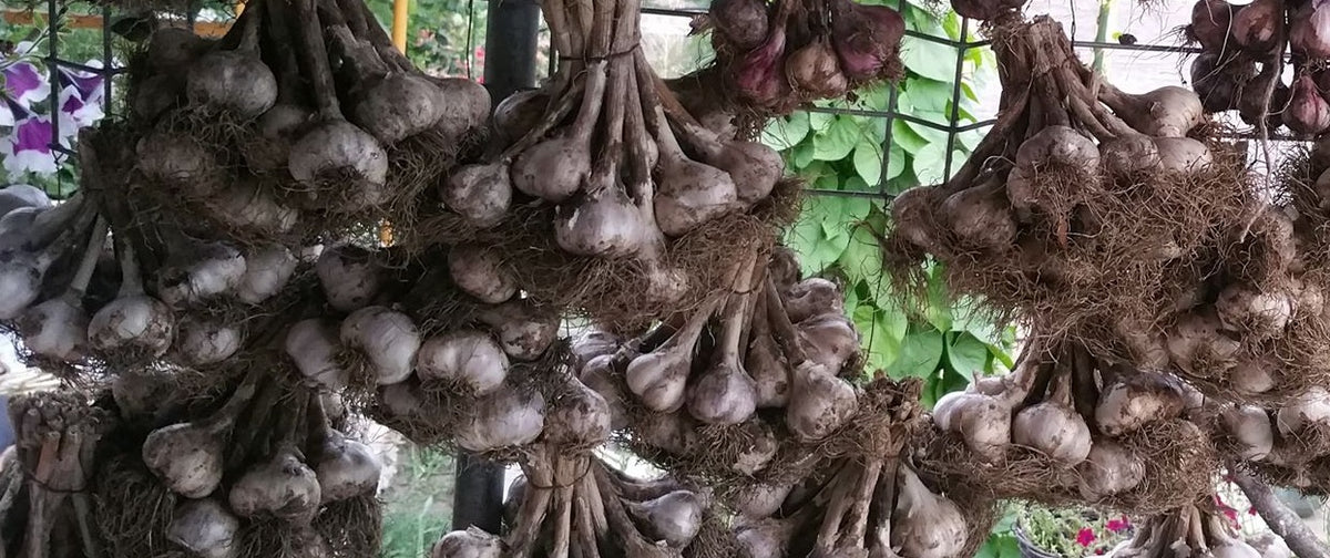 ROMANIAN RED HARDNECK PLANTING GARLIC – Dirt Goddess Super Seeds