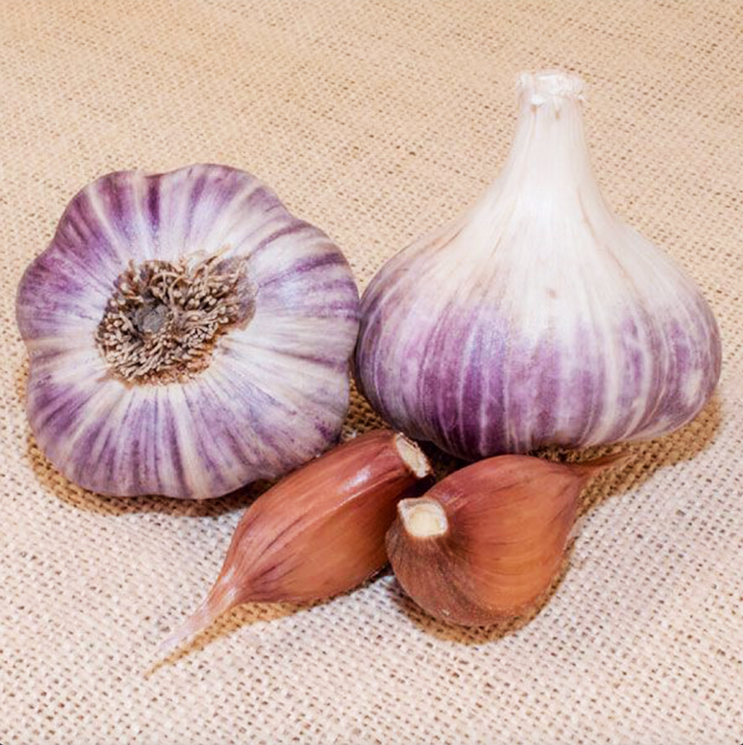 PURPLE RUSSIAN CULINARY GARLIC – Dirt Goddess Super Seeds