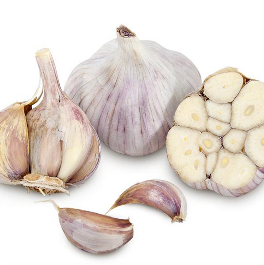 xxx SOLD OUT SIBERIAN HARDNECK CULINARY GARLIC