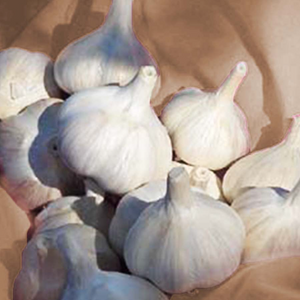 XXX SOLD OUT MUSIC CULINARY GARLIC