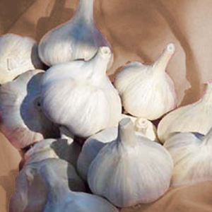 MUSIC CULINARY GARLIC