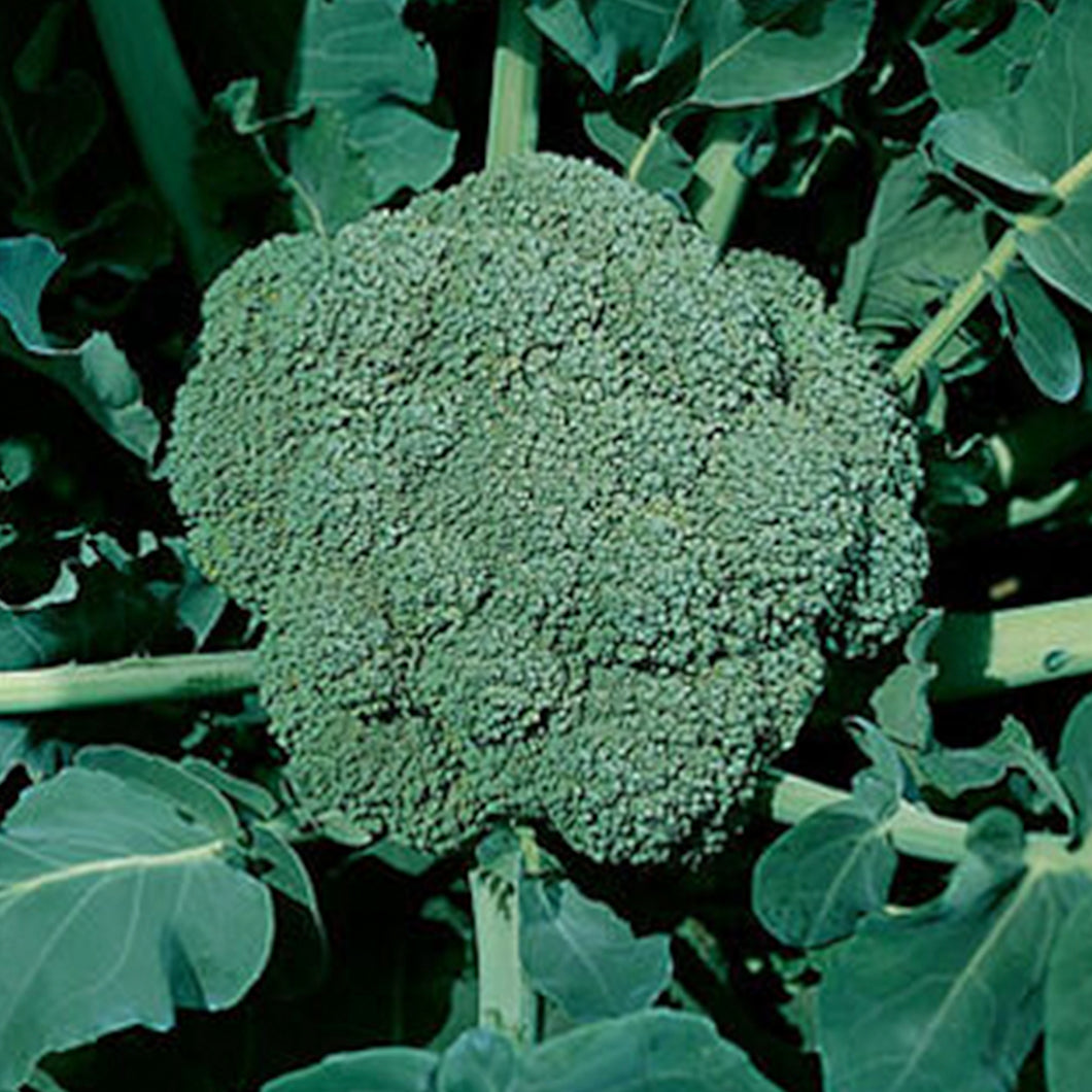 BROCCOLI, WALTHAM
