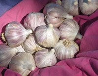 xxx sold out SAMPLER OF PLANTING GARLIC