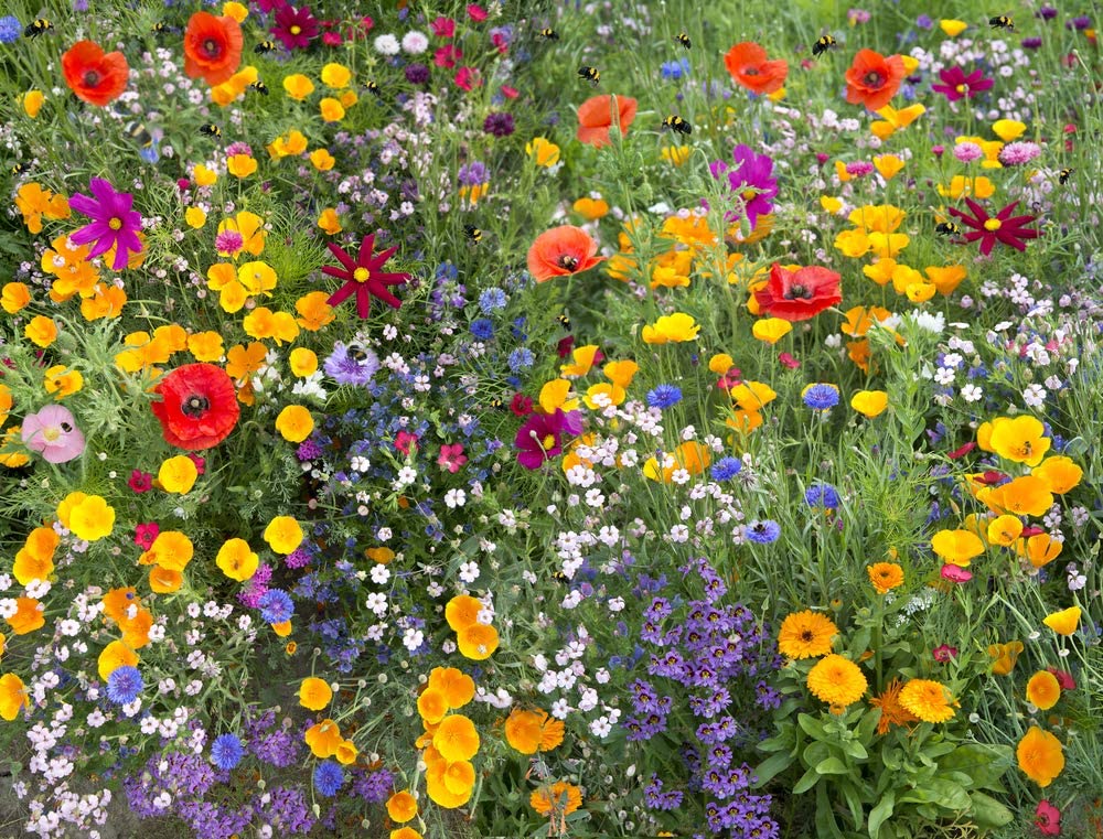 Beneficial Insect/Pollinator Wildflower Seeds