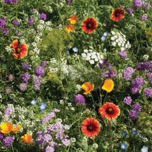 Beneficial Insect/Pollinator Wildflower Seeds
