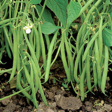 Load image into Gallery viewer, Beans, Provider Bush Bean
