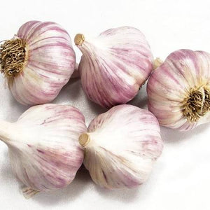 XXX SOLD OUT CHESNOK RED HARDNECK PLANTING GARLIC