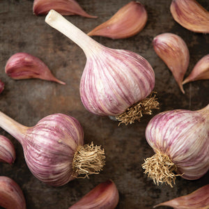 CHESNOK RED CULINARY GARLIC