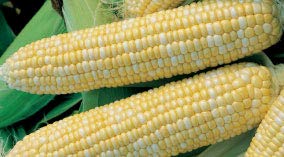 Corn Seeds - Non GMO Bantam X