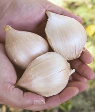 Load image into Gallery viewer, XXX SOLD OUT ELEPHANT GARLIC
