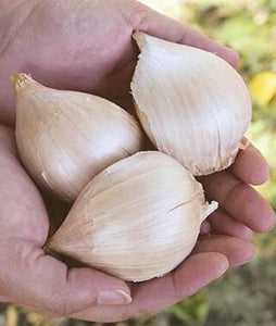 XXX SOLD OUT ELEPHANT GARLIC