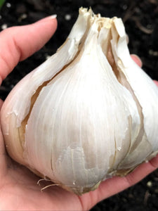 XXX SOLD OUT SAMPLER OF PLANTING GARLIC