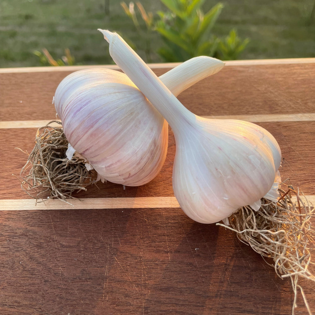 GEORGIAN FIRE HARDNECK PLANTING GARLIC
