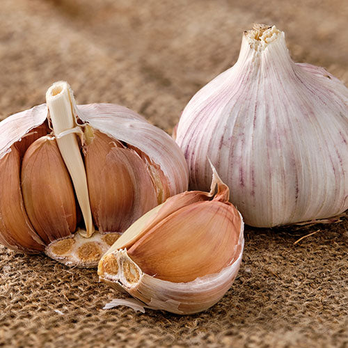 xxx SOLD OUT GERMAN RED HARDNECK PLANTING GARLIC