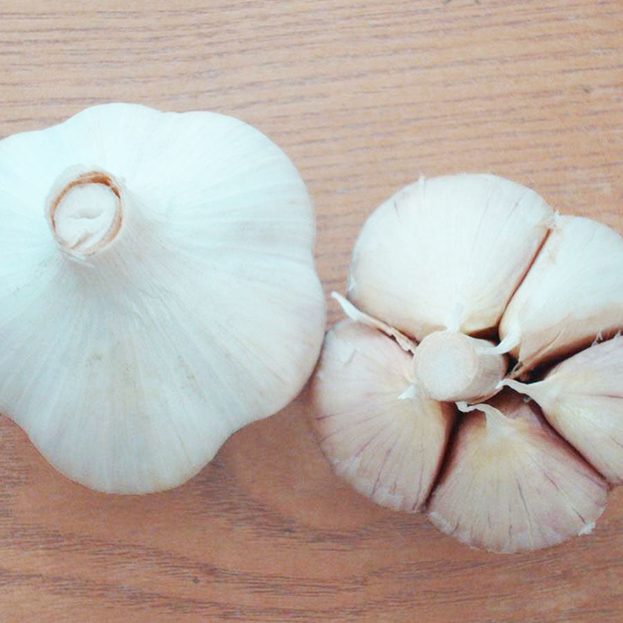 xxx sold out GERMAN WHITE HARDNECK PLANTING GARLIC