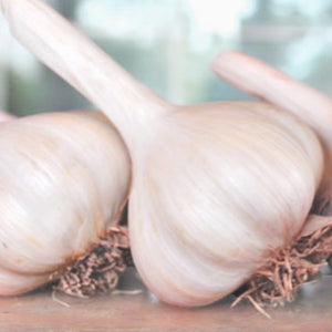 xx SOLD OUT GERMAN WHITE CULINARY GARLIC