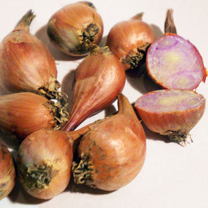 French Grey Shallots 20 Bulbs for Planting or Eating. Great Taste and Smell  