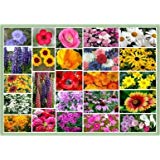 wildflower seed northeast North East Wildflower Seeds – Dirt Goddess Super Seeds