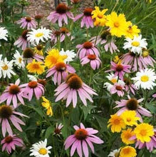 Load image into Gallery viewer, Partial Shade Wildflower Seeds
