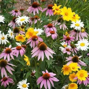 Partial Shade Wildflower Seeds