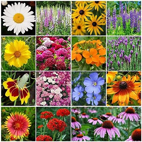 perennial wildflower seed Perennial Wildflower Seeds – Dirt Goddess Super Seeds