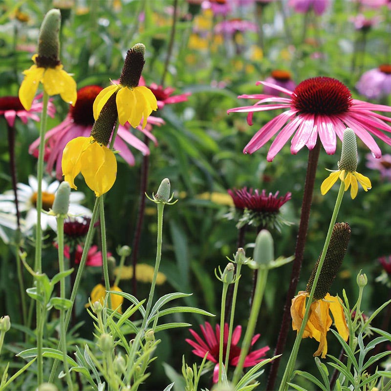 flower goddess seeds Perennial Wildflower Seeds – Dirt Goddess Super Seeds