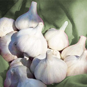 XXX SOLD OUT ROMANIAN RED HARDNECK PLANTING GARLIC