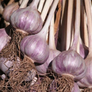 xxx sold out PURPLE RUSSIAN HARDNECK PLANTING GARLIC