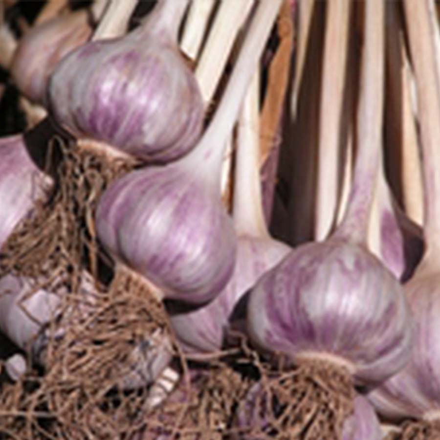PURPLE RUSSIAN HARDNECK PLANTING GARLIC – Dirt Goddess Super Seeds