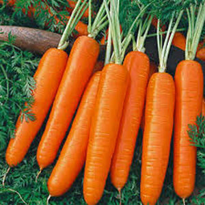 CARROT, SCARLET NANTES