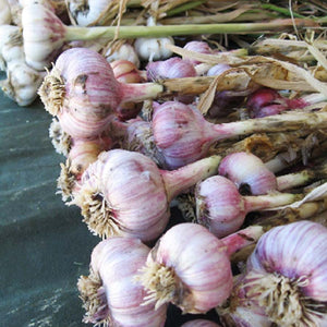 xxx SOLD OUT SPANISH ROJA HARDNECK PLANTING GARLIC