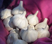 XXX SOLD OUT SAMPLER OF CULINARY GARLIC